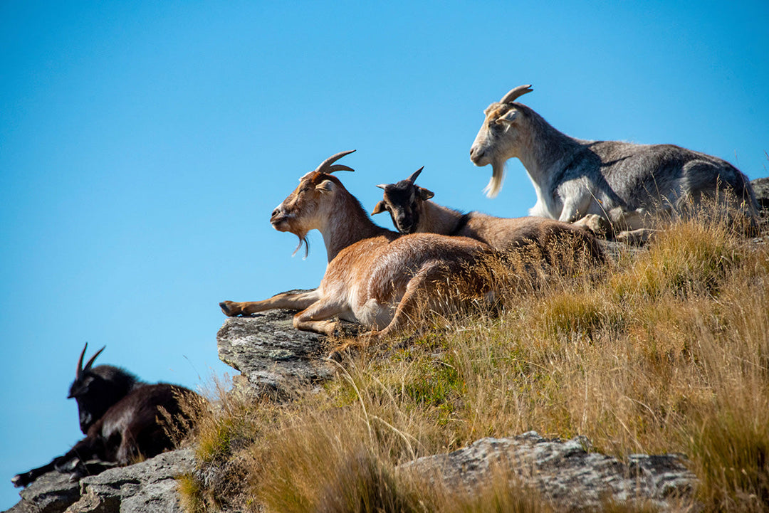 Wild Goats in New Zealand