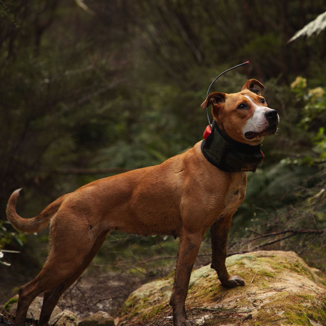 Hunting With Dogs